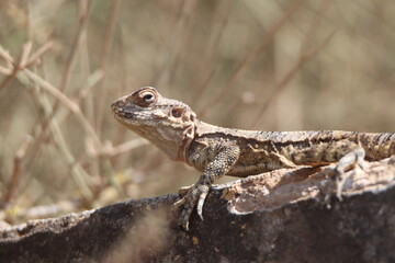 lizard on a rock