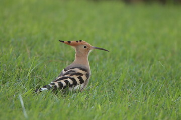 hoopoe in the grass
