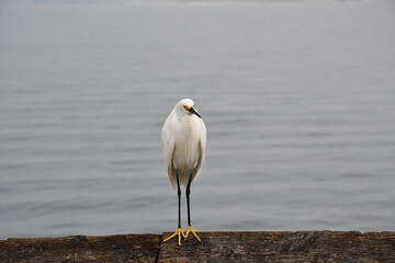 The start of a new journey in the colors of birds and the looks they give you when taking photos of them.