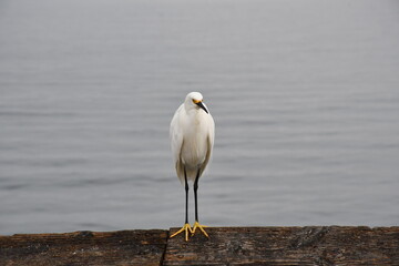 The start of a new journey in the colors of birds and the looks they give you when taking photos of them.