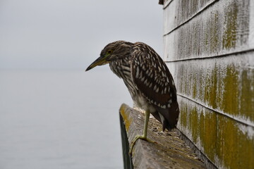 The start of a new journey in the colors of birds and the looks they give you when taking photos of them.