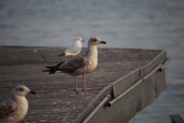 Beautiful gull looking reflectively at the sea, beautiful animal