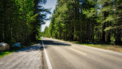 Naklejka premium road in forest