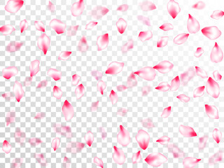 Pink sakura petals confetti flying and falling