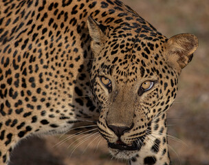 Big male leopard stare; Sunshine on leopard face; sun on leopard; leopard in the sun; leopard in sunlight	