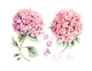Hydrangea pink flower painted in watercolor on white paper pattern