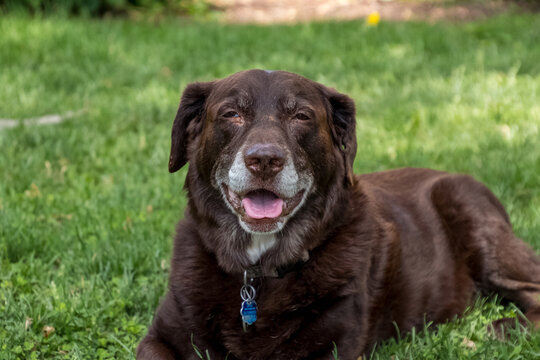 Elderly chocolate labrador retriever looking at the camer with a content smile