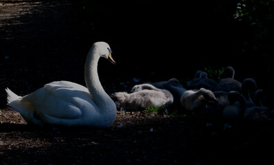 swans: parent and cygnets