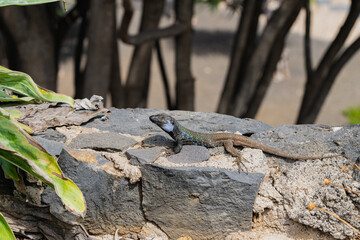 Gallotia galloti. Endemic lizard of the islands of Tenerife and La Palma, in the Canary Islands.