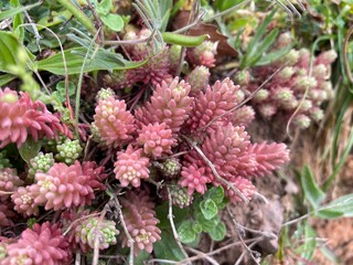 close up of pink and yellow flowers in the forest
