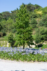Fototapeta na wymiar Single tree in blue blossoms. Garden park view.