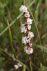 Dodder (Cuscuta sp.) twining around host plants. A parasitic plant with thread-like reddish stems and small white flowers, commonly found in meadows and wetlands