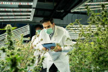 A worker team working in marijuana or cannabis plant leaves farm lab to analysis and develop...