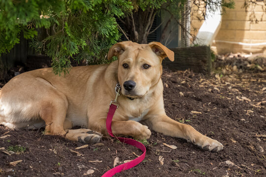 Mixed-breed puppy lying in dirt under a bush with leash on while observing park around him during summer.