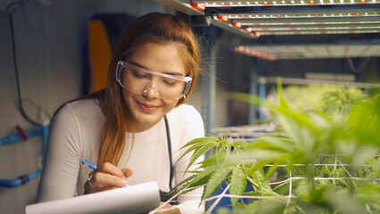 A worker Asian woman working in marijuana or cannabis plant leaves farm lab to analysis and develop product in laboratory in technology medical, healthcare, research concept. Experimental. People - obrazy, fototapety, plakaty