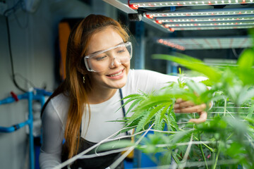 A worker Asian woman working in marijuana or cannabis plant leaves farm lab to analysis and develop product in laboratory in technology medical, healthcare, research concept. Experimental. People - Powered by Adobe