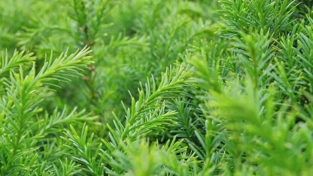 Green Twigs and Sprigs of European Yew Bush Shrub Push In
