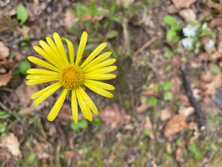 closeup of a yellow vibrant dandelion in the muddy forest ground