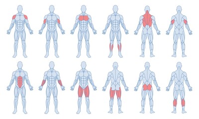 Male muscle anatomy set. Figure of man and with highlighted biceps, triceps, quadriceps, calf and latissimus dorsi. Training and sports. Cartoon flat vector collection isolated on white background - obrazy, fototapety, plakaty