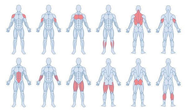 Male muscle anatomy set. Figure of man and with highlighted biceps, triceps, quadriceps, calf and latissimus dorsi. Training and sports. Cartoon flat vector collection isolated on white background
