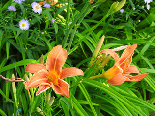 orange lilies in the garden