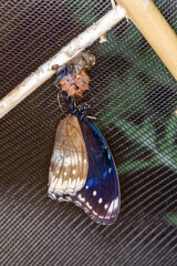 Schmetterling blau schwarz schlüpft aus Puppe