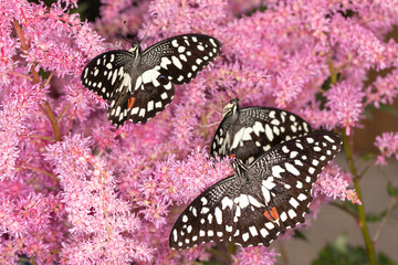 Schwarz weiß rote Schmetterlinge an rosa Blüten
