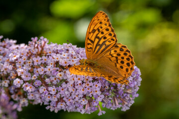 Kardinal Schmetterling makro an Sommerflieder im Garten