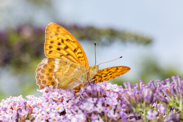 Kardinal Schmetterling makro an Sommerflieder im Garten