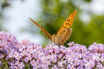 Kardinal Schmetterling makro an Sommerflieder im Garten