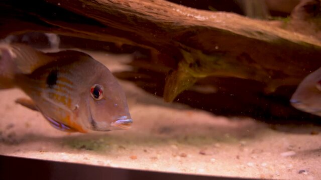 Geophagus is a genus of cichlids fish, aka eartheaters picking up or grazing mouthfuls of sediment to sift out food items such as invertebrates, plant material, stones and detritus