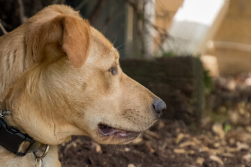 Mixed-breed puppy of reddish-gold color on high alert while watching wildlife