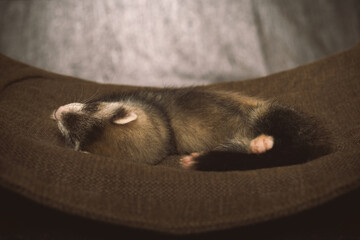 Six weeks old ferret baby posing for portrait in studio