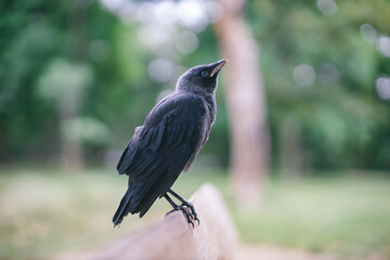 jackdaw bird standing on park bench