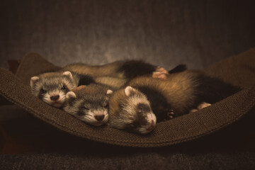 Six weeks old ferret group aby posing for portrait in studio