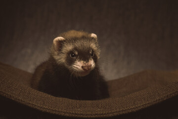 Six weeks old ferret baby posing for portrait in studio