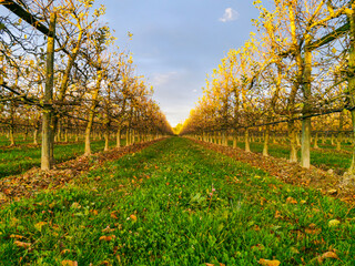 Apple tree fields in the rays of the setting sun