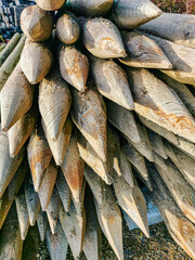 Wooden logs with pointed ends for the preparation of fields with fruit trees