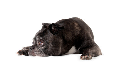 Sad dog lying sideways. Side profile of senior dog lying on the floor with head between the paws and on floor. 9 years old female black boston terrier pug mix. Selective focus. Isolated on white.