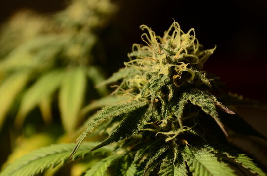 La Flor Mas Bella