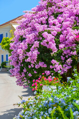 Fototapeta na wymiar Blooming pink bougainvillea