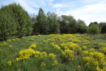 Obraz premium Landschaft im Fruehling