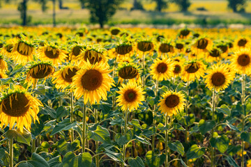 agricultural sunflower field in summer