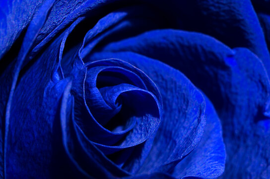 blue rose bud close-up. Soft focus