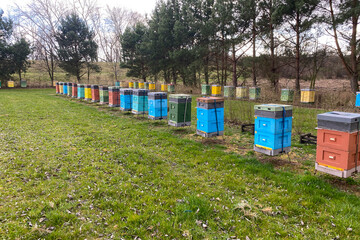 A row of colorful beehives in a beehive farm. Many hives for collecting nectar by bees, natural...