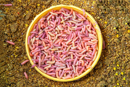 Macro photo of a larva in a jar. Lots of red larvae for bait