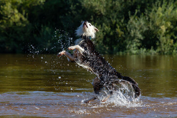 Border collie playing with the water in the river. Breed dog jumps into the water. dog games.
