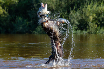 Border collie playing with the water in the river. Breed dog jumps into the water. dog games.
