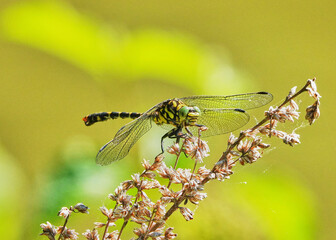 kleine Zangenlibelle auf Blüte