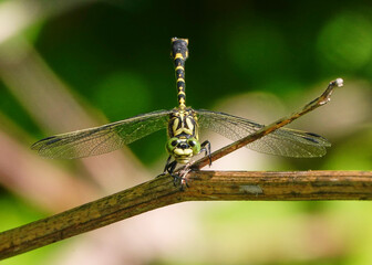 Kleine Zangenlibelle frontal